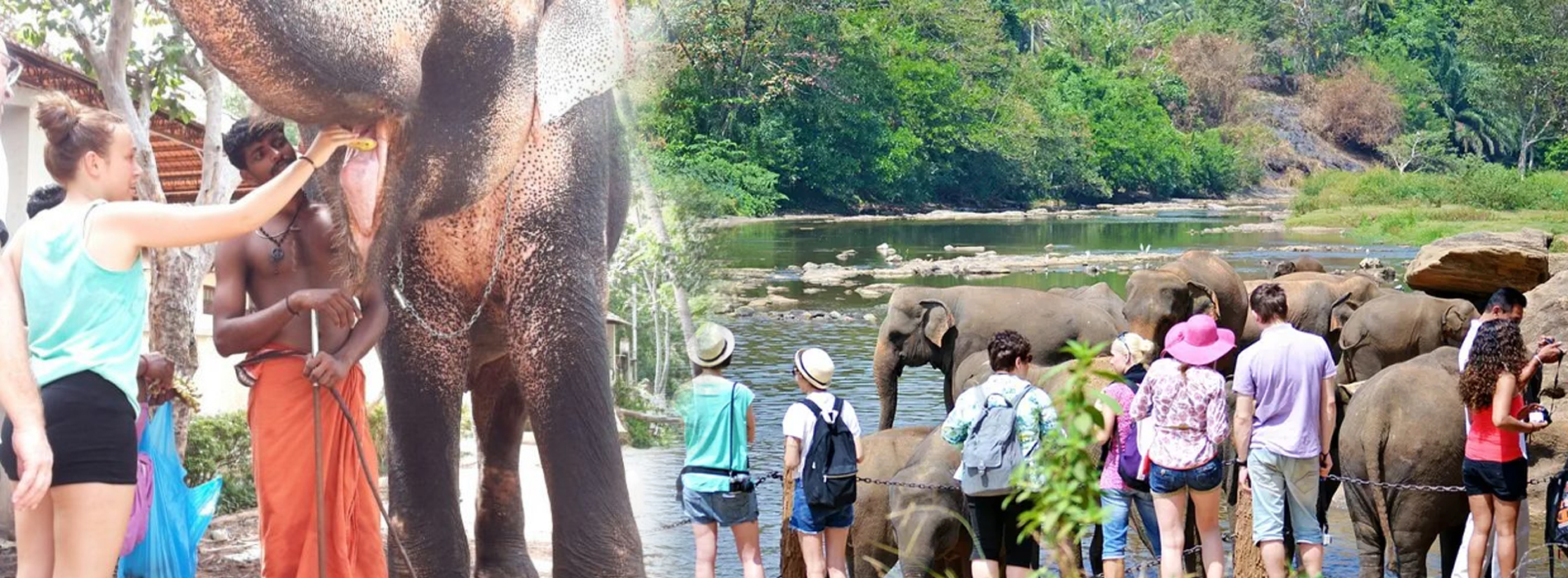 Visiting Elephants
