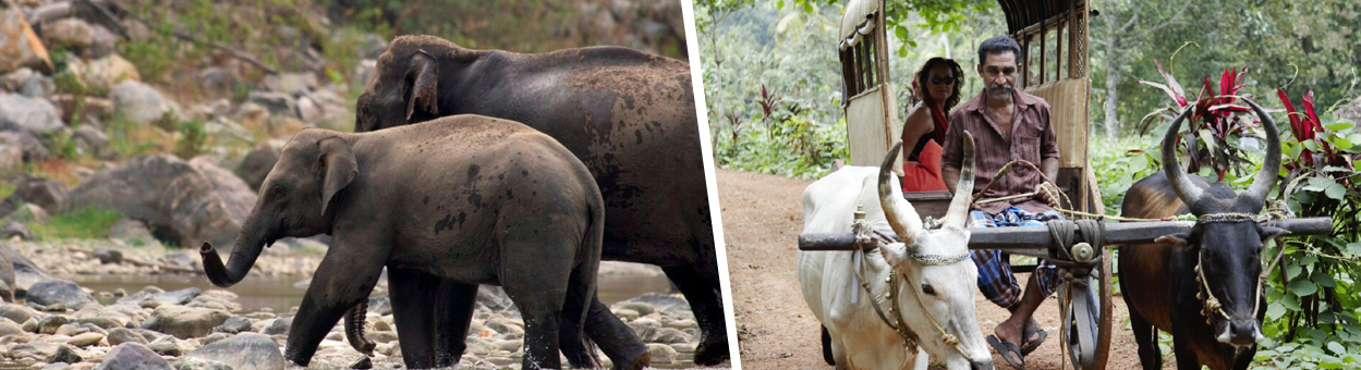Kerala Tour Packages from UK