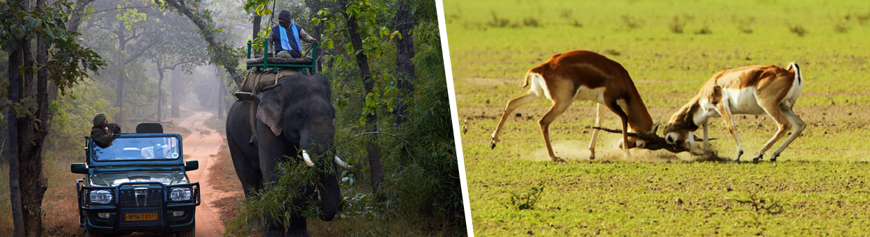 WILDLIFE